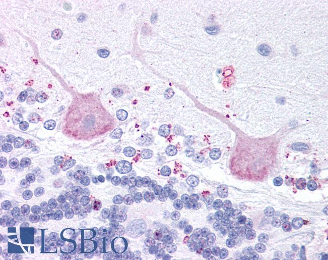 Anti-MCHR2 antibody LS-A1848 IHC of human brain, cerebellum. Immunohistochemistry of formalin-fixed, paraffin-embedded tissue after heat-induced antigen retrieval.