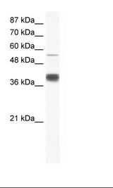 HepG2 Cell Lysate