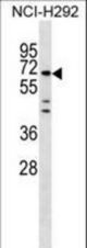 MIER3 Antibody western blot of NCI-H292 cell line lysates (35 ug/lane). The MIER3 Antibody detected the MIER3 protein (arrow).