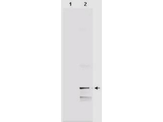 Anti-Human MIF Polyclonal Antibody - Western Blot. Western blot of IgY fraction of Chicken-anti-Human MIF polyclonal antibody shows the detection of 100 ng of recombinant MIF present in a lysate. Similar detection of MIF will occur when human serum is analyzed. In lane 1 no reaction is observed in the control whereas lane 2 shows a single band at 12.3 kD. A 4-20% gradient gel was used to separate the proteins by SDS-PAGE. The protein was transferred to nitro-cellulose using standard methods. After blocking the membrane was probed with the primary antibody for 1 h at room temperature followed by washes and reaction with a 1:5000 dilution of IRDye800 conjugated Gt-a-Chicken Rabbit IgG [H&L] (code for 1 h at room temperature. LICORs Odyssey Infrared Imaging System was used to scan and process the image. Other detection systems will yield similar results.
