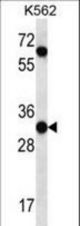 PI15 Antibody western blot of K562 cell line lysates (35 ug/lane). The PI15 antibody detected the PI15 protein (arrow).
