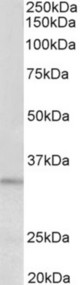 PI15 antibody (0.3 ug/ml) staining of HeLa lysate (35 ug protein in RIPA buffer). Primary incubation was 1 hour. Detected by chemiluminescence.