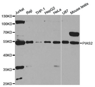 Western blot analysis of extracts of various cell lines, using PIAS2 antibody.