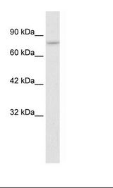 HepG2 Cell Lysate
