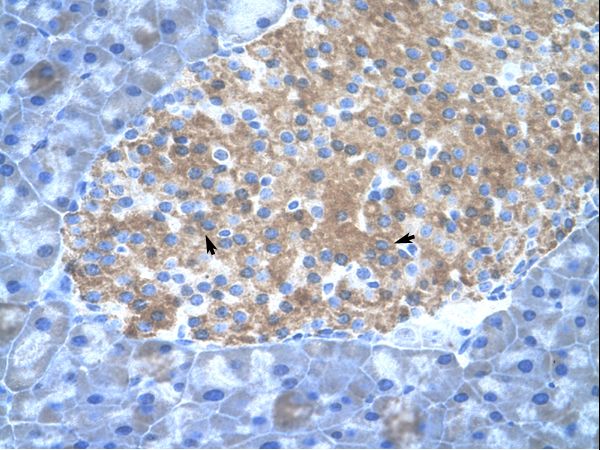 Mouse Pancreas