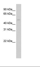 NIH 3T3 Cell Lysate