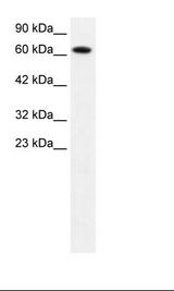 HepG2 Cell Lysate