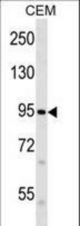 FAM38B Antibody western blot of CEM cell line lysates (35 ug/lane). The FAM38B antibody detected the FAM38B protein (arrow).