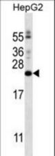 PIGH Antibody western blot of HepG2 cell line lysates (35 ug/lane). The PIGH antibody detected the PIGH protein (arrow).