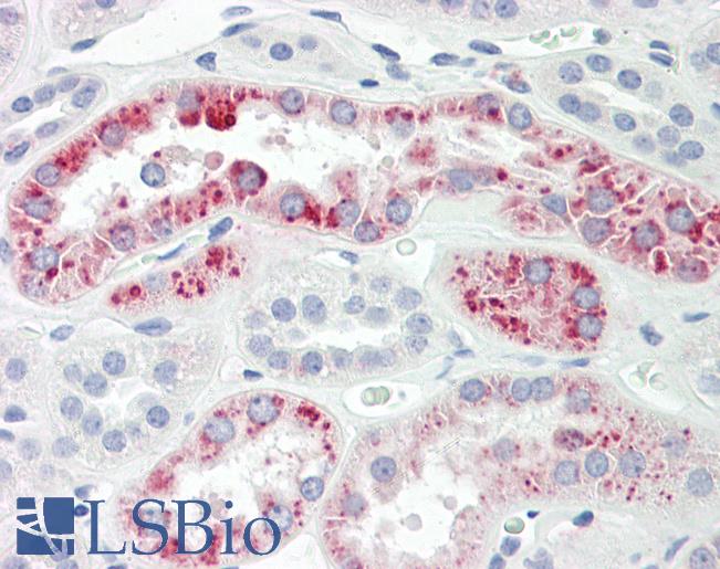 Anti-PIGH antibody IHC of human kidney. Immunohistochemistry of formalin-fixed, paraffin-embedded tissue after heat-induced antigen retrieval. Antibody LS-B8580 dilution 5 ug/ml.