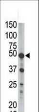 The anti-GPI8 antibody is used in Western blot to detect GPI8 in mouse liver tissue lysate.
