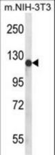 Western blot of PIGN Antibody in mouse NIH-3T3 cell line lysates (35 ug/lane). PIGN (arrow) was detected using the purified antibody.