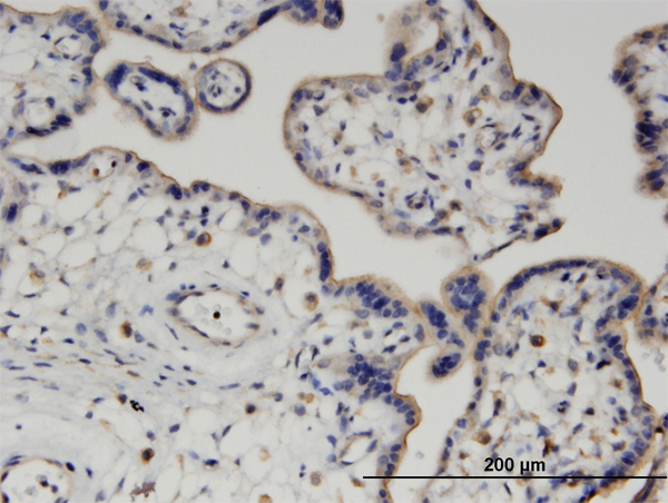 Immunoperoxidase of monoclonal antibody to PIGQ on formalin-fixed paraffin-embedded human placenta. [antibody concentration 4 ug/ml]