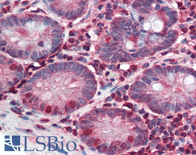 Anti-PIGR antibody LS-A8430 IHC of human small intestine. Immunohistochemistry of formalin-fixed, paraffin-embedded tissue after heat-induced antigen retrieval.