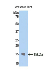 Western blot of recombinant PIGR.