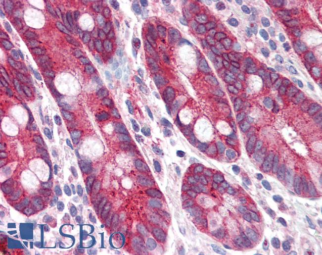 Anti-PIGR antibody LS-A9790 IHC of human small intestine. Immunohistochemistry of formalin-fixed, paraffin-embedded tissue after heat-induced antigen retrieval.