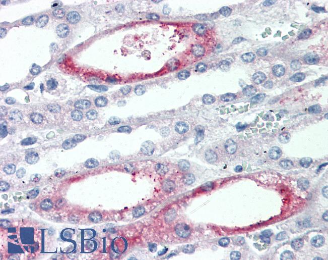 Anti-PIGR antibody LS-A8426 IHC of human kidney. Immunohistochemistry of formalin-fixed, paraffin-embedded tissue after heat-induced antigen retrieval.