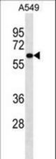 PIGS Antibody western blot of A549 cell line lysates (35 ug/lane). The PIGS antibody detected the PIGS protein (arrow).