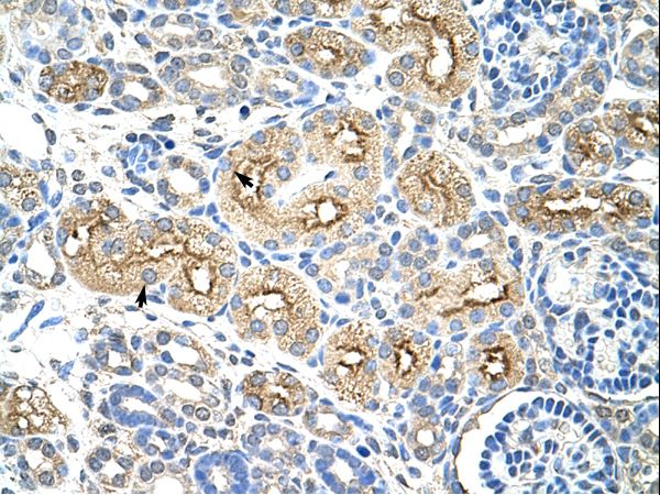 MIF4GD antibody LS-C30665 was used in IHC to stain formalin-fixed, paraffin-embedded human kidney.