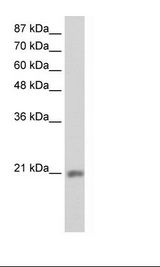 HepG2 Cell Lysate