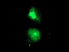 Anti-MIF4GD mouse monoclonal antibody immunofluorescent staining of COS7 cells transiently transfected by pCMV6-ENTRY MIF4GD.