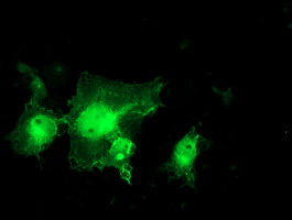 Anti-MIF4GD mouse monoclonal antibody immunofluorescent staining of COS7 cells transiently transfected by pCMV6-ENTRY MIF4GD.