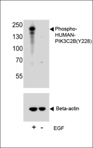 Western blot of lysate from A431 cell line with Phospho-HUMAN-PIK3C2B (Y228). Antibody was diluted at 1:1000. A goat anti-rabbit IgG H&L (HRP) at 1:5000 dilution was used as the secondary antibody. Lysate at 35 ug.