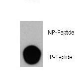 Dot blot of Phospho-PI3KC3-S164 Antibody on nitrocellulose membrane. 50ng of Phospho-peptide or Non Phospho-peptide per dot were adsorbed. Antibody working concentrations are 0.5ug per ml.