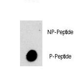 Dot blot of Phospho-PI3KC3-S282 Antibody on nitrocellulose membrane. 50ng of Phospho-peptide or Non Phospho-peptide per dot were adsorbed. Antibody working concentrations are 0.5ug per ml.