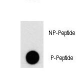Dot blot of Phospho-PI3KC3-S676 Antibody on nitrocellulose membrane. 50ng of Phospho-peptide or Non Phospho-peptide per dot were adsorbed. Antibody working concentrations are 0.5ug per ml.