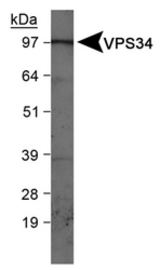 VPS34 Antibody - in HepG2 whole cell lysates.