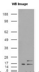 VPS34 Antibody - cells were transfected with the pCMV6-ENTRY control or pCMV6-ENTRY PIK3C3 cDNA for 48 hrs and lysed. Equivalent amounts of cell lysates (5 ug per lane) were separated by SDS-PAGE and immunoblotted with anti-PIK3C3.