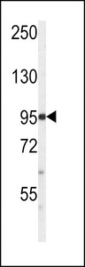 Western blot of anti-PI3KC3 Antibody (S164) (RB11902) in CEM cell line lysates (35 ug/lane). PI3KC3 (arrow) was detected using the purified antibody.