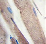 Formalin-fixed and paraffin-embedded human skeletal muscle tissue reacted with PI3KC3 Antibody (S851), which was peroxidase-conjugated to the secondary antibody, followed by DAB staining. This data demonstrates the use of this antibody for immunohistochemistry; clinical relevance has not been evaluated.