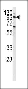 Western blot of anti-PI3KC3 Antibody (S851) in CEM cell line lysates (35 ug/lane). PI3KC3 (arrow) was detected using the purified antibody.