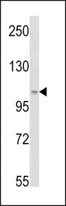 Western blot of PI3KC3 (S34) in HeLa cell line lysates (35 ug/lane). PI3KC3 (arrow) was detected using the purified antibody.