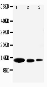 WB of MIG / CXCL9 antibody. All lanes: Anti-CXCL9 at 0.5ug/ml. Lane 1: Recombinant Human CXCL9 Protein 10ng. Lane 2: Recombinant Human CXCL9 Protein 5ng. Lane 3: Recombinant Human CXCL9 Protein 2.5ng. Predicted bind size: 12KD. Observed bind size: 12KD.
