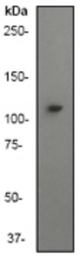 Western blot analysis on Jurkat cell lysate using anti-PI3-kinase p110 subunit gamma (N-term) antibody, dilution 1:1000.