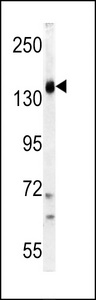Western blot of PI3KCG Antibody in K562 cell line lysates (35 ug/lane). PI3KCG (arrow) was detected using the purified antibody.