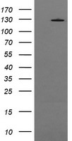 HEK293T cells were transfected with the pCMV6-ENTRY control (Left lane) or pCMV6-ENTRY PIK3CG (Right lane) cDNA for 48 hrs and lysed. Equivalent amounts of cell lysates (5 ug per lane) were separated by SDS-PAGE and immunoblotted with anti-PIK3CG.