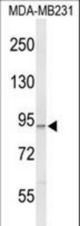 Western blot of PIK3CG Antibody in MDA-MB231 cell line lysates (35 ug/lane). PIK3CG (arrow) was detected using the purified antibody.