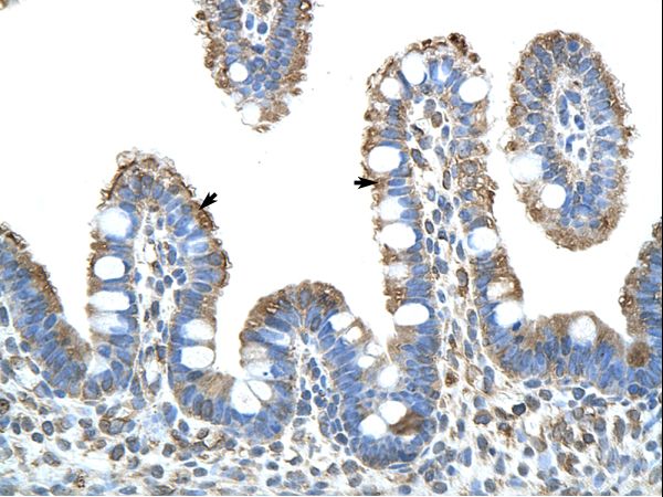 MINA antibody LS-C31546 was used in IHC to stain formalin-fixed, paraffin-embedded human intestine.