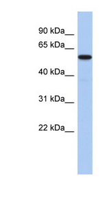 MINA antibody LS-C109550 Western blot of Fetal Liver lysate.