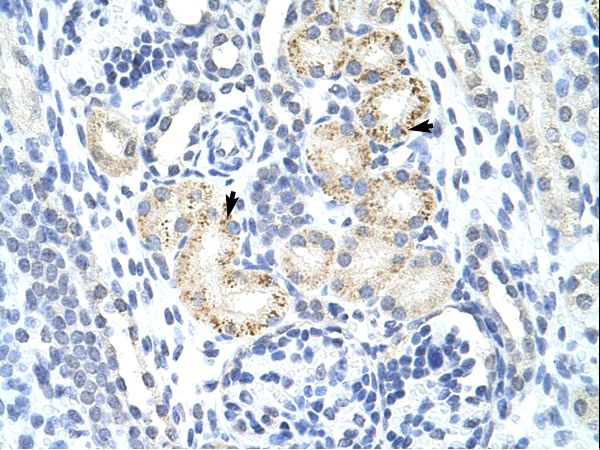 MINA antibody LS-C30285 was used in IHC to stain formalin-fixed, paraffin-embedded human kidney.