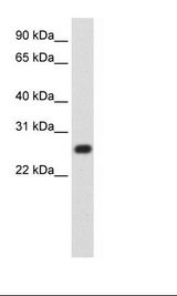 Fetal Thymus Lysate
