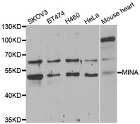 Western blot analysis of extracts of various cell lines, using MINA antibody.