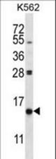 PIK3IP1 Antibody western blot of K562 cell line lysates (35 ug/lane). The PIK3IP1 antibody detected the PIK3IP1 protein (arrow).