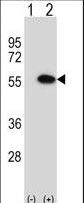 Western blot of MINA (arrow) using rabbit polyclonal MINA Antibody. 293 cell lysates (2 ug/lane) either nontransfected (Lane 1) or transiently transfected (Lane 2) with the MINA gene.