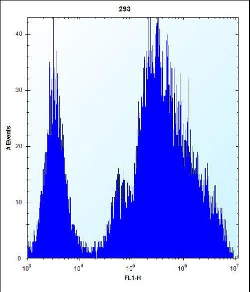MINA Antibody flow cytometry of 293 cells (right histogram) compared to a negative control cell (left histogram). FITC-conjugated goat-anti-rabbit secondary antibodies were used for the analysis.