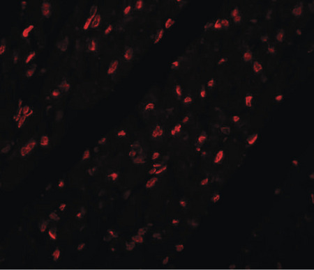 Immunofluorescence of MINA in mouse heart tissue with MINA antibody at 20 ug/ml.